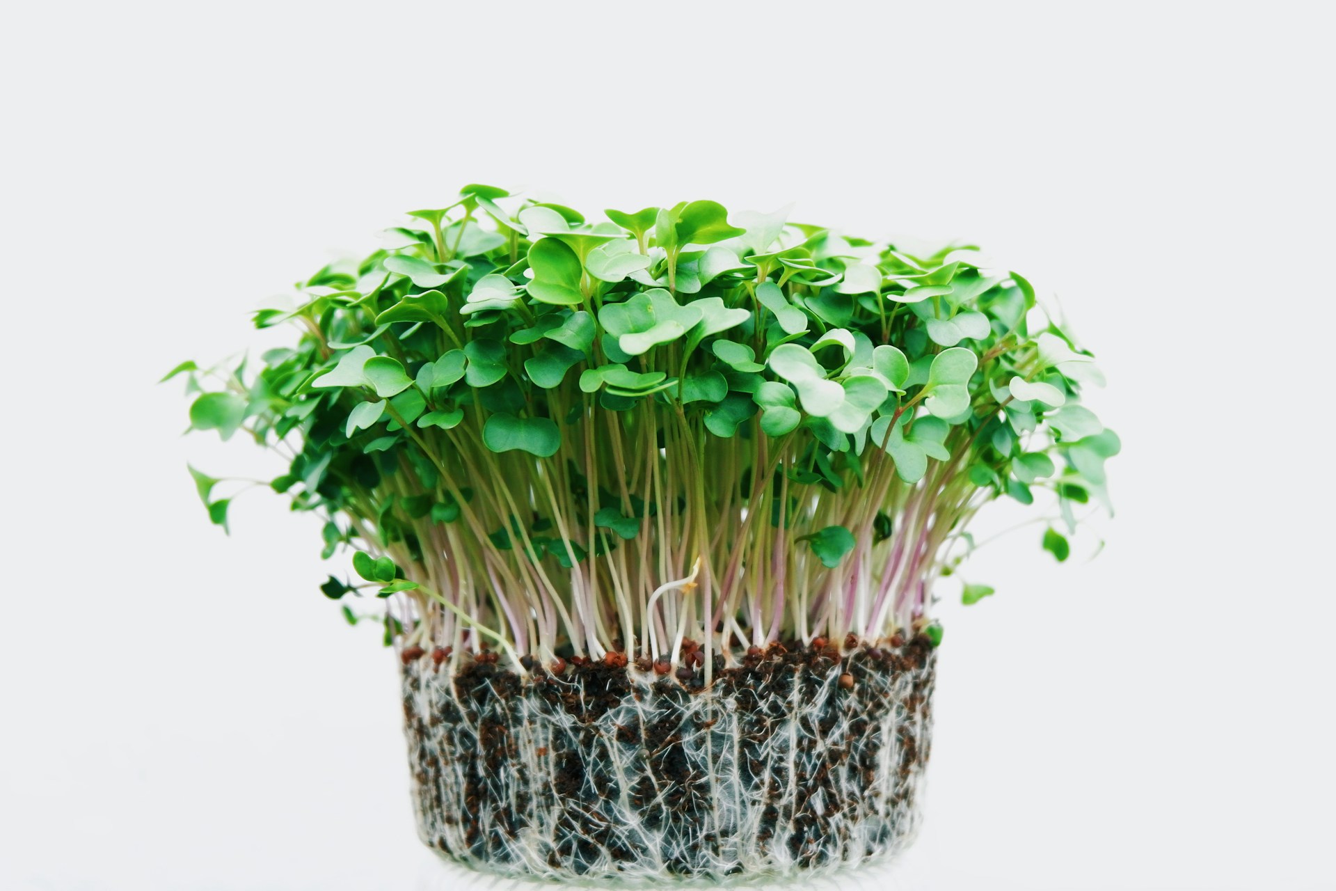 Kicsi Csira Micro Greens