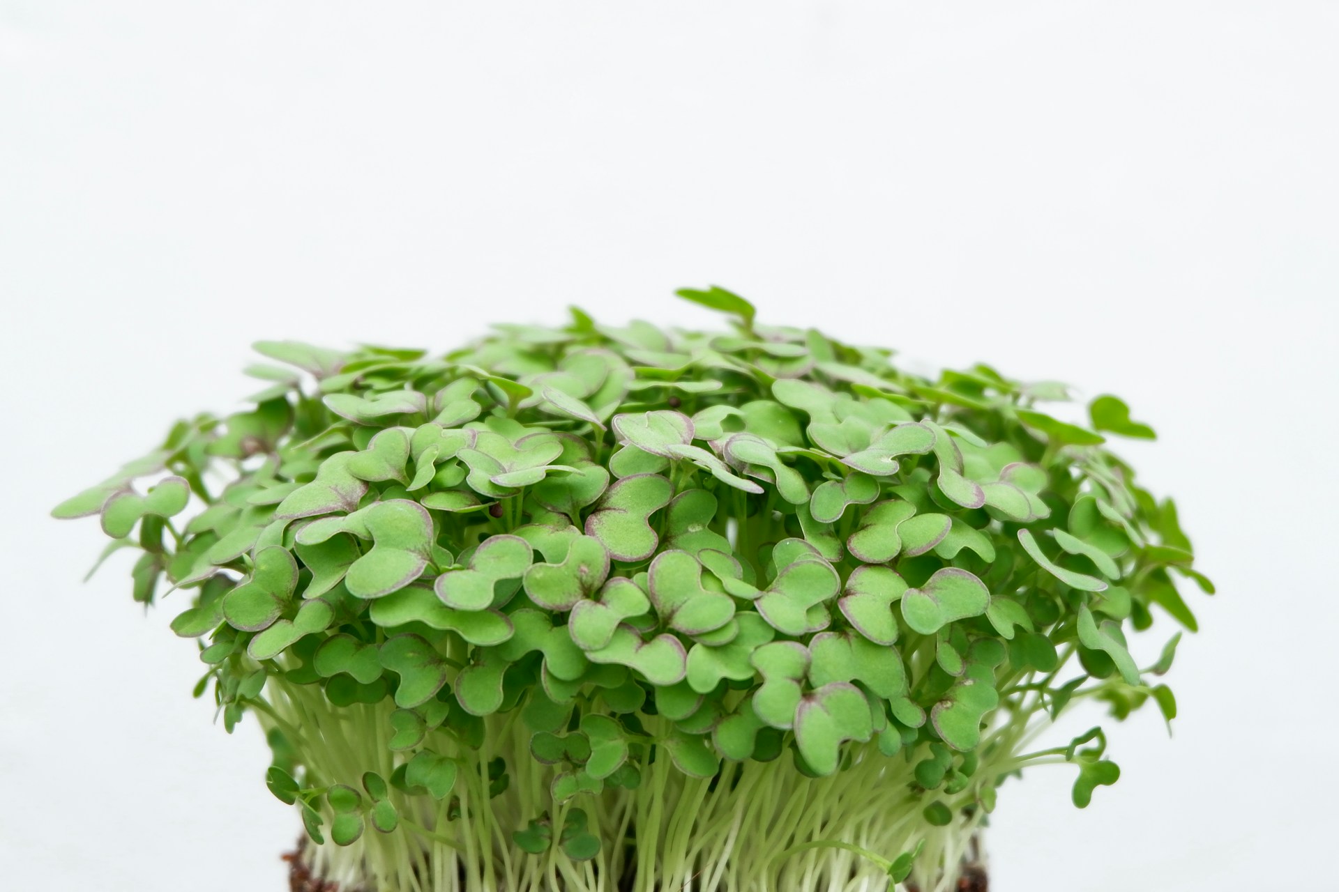 Lates't News about MicroGreens